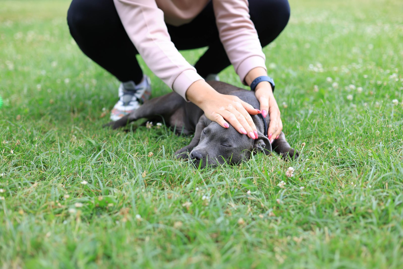 子犬トレーニングの第一歩