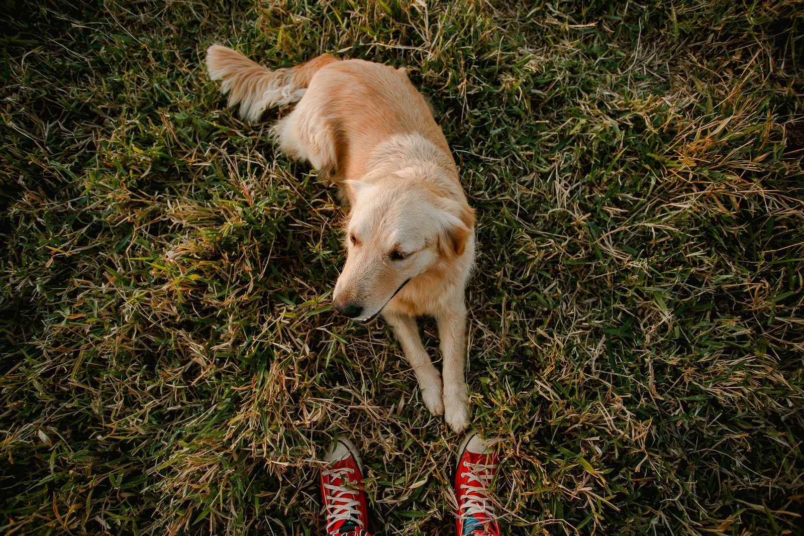 信頼できる犬のトレーナー