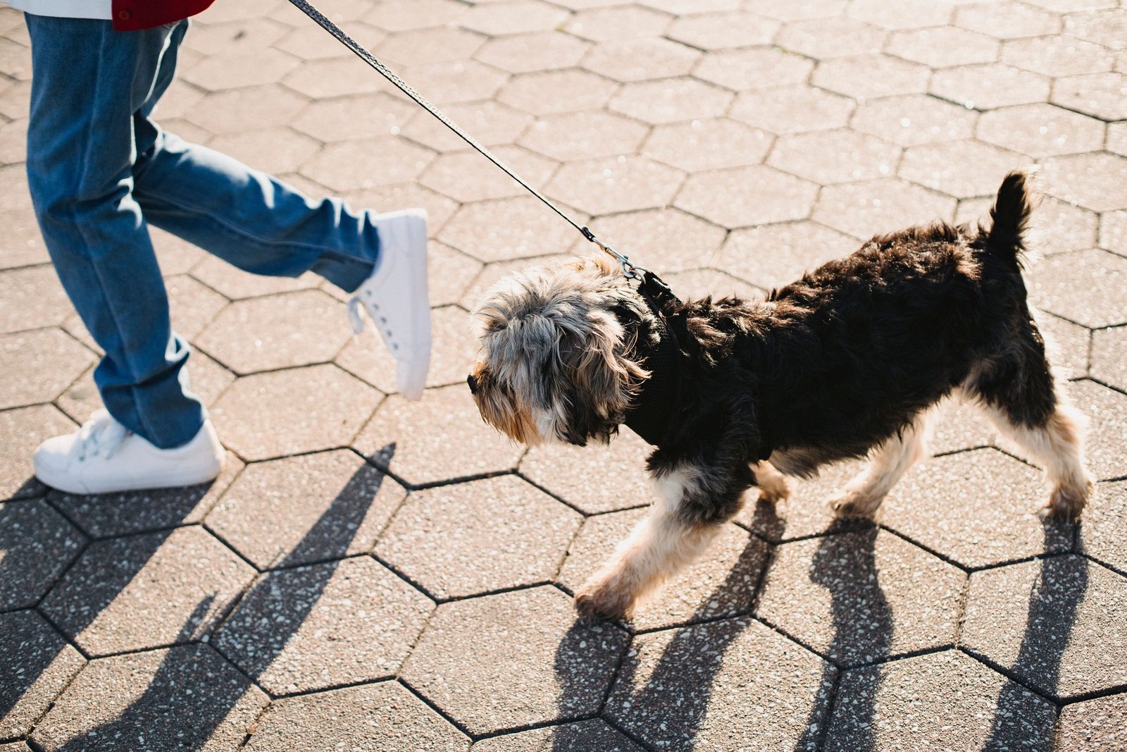 Photo from Puptrain