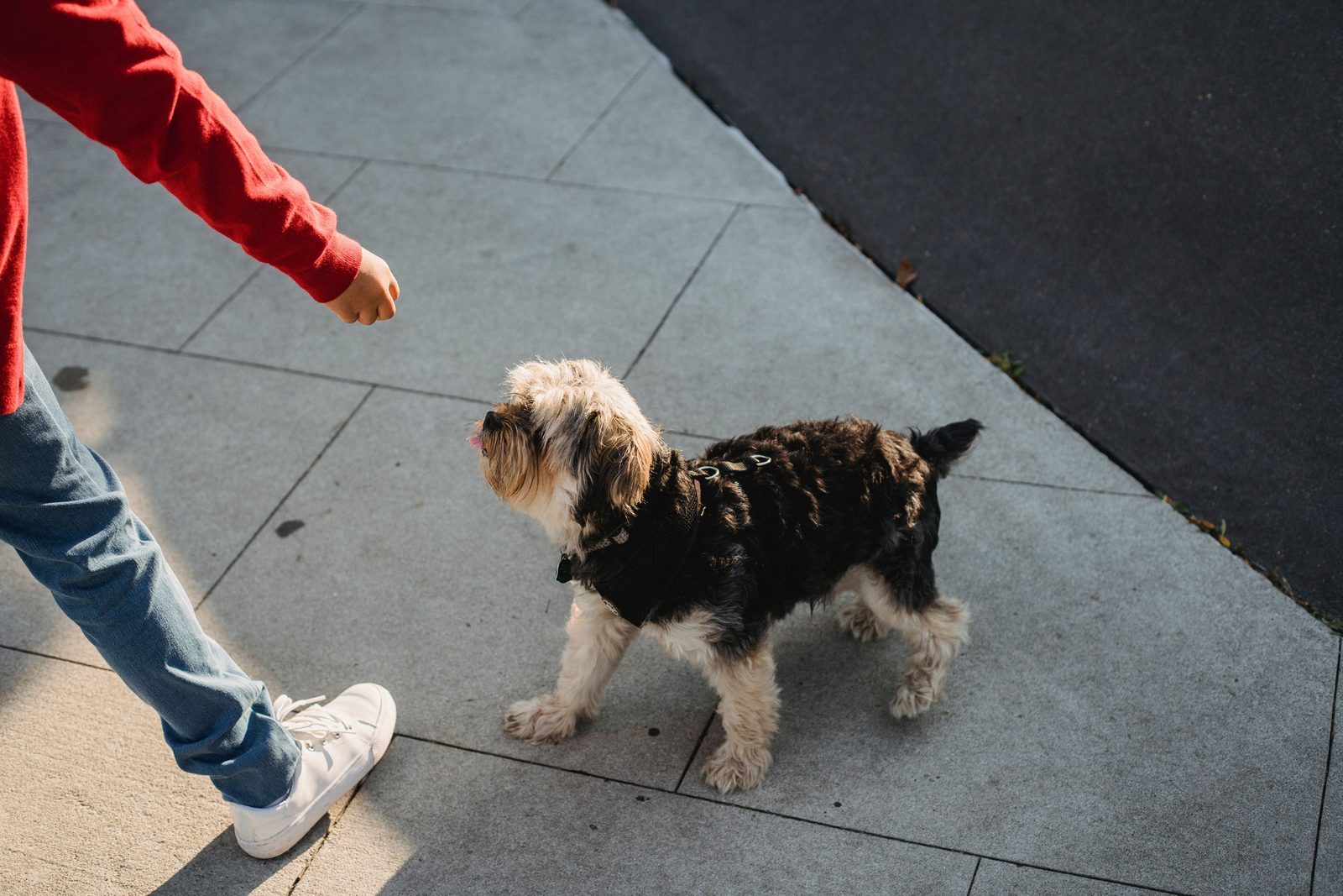 Photo from Puptrain